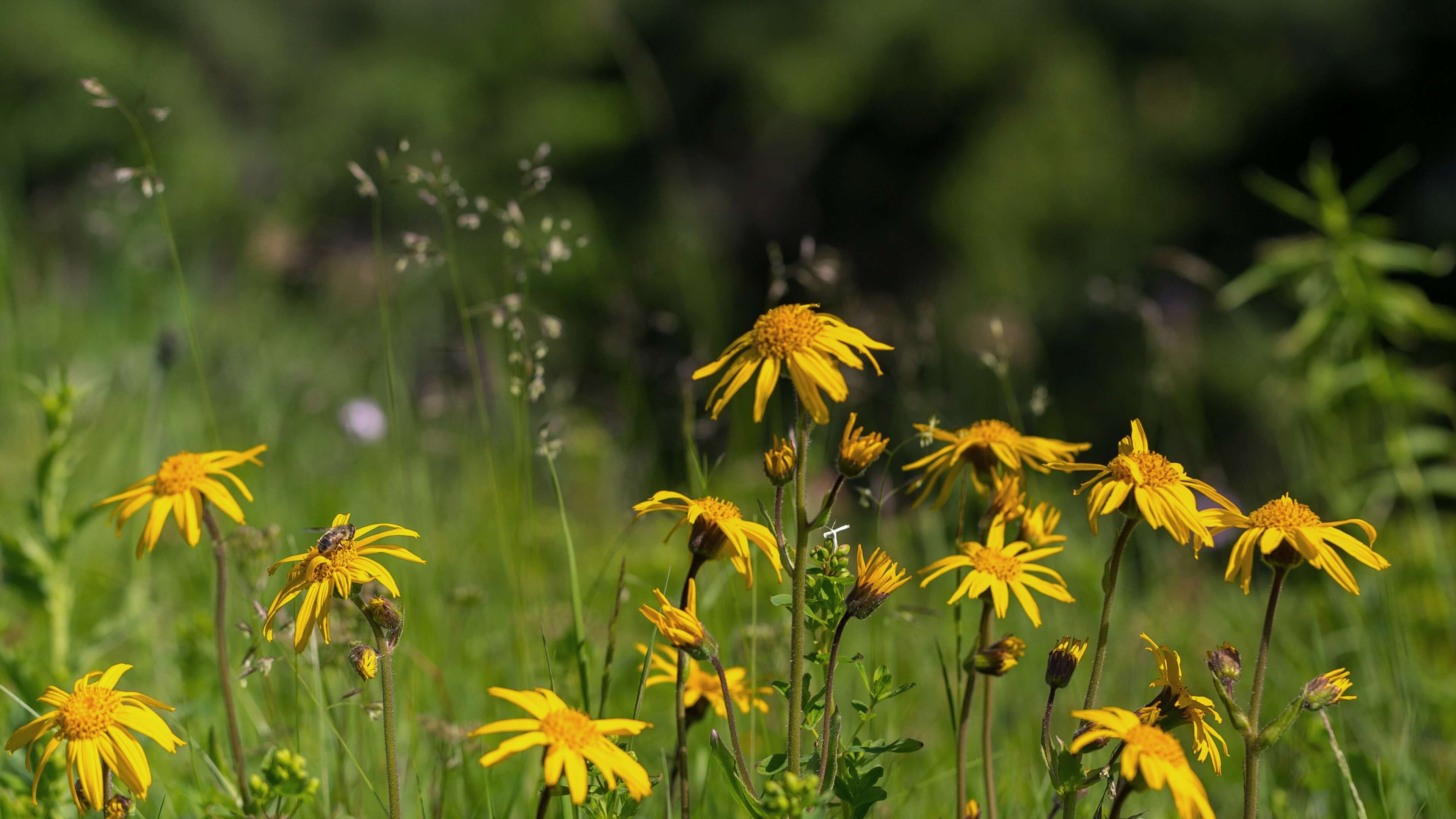 Pro vzácnou a přísně chráněnou léčivou bylinu Arnica montana je Šumava jednou z hlavních lokalit výskytu v České republice
