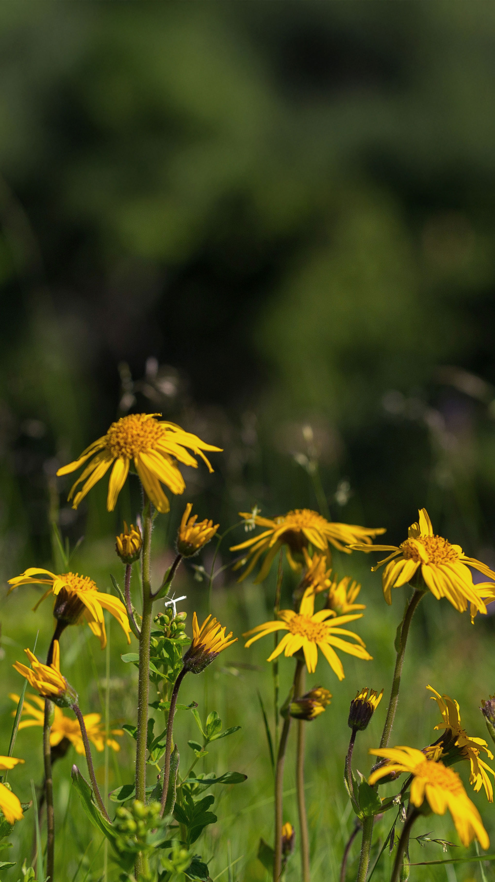 Pro vzácnou a přísně chráněnou léčivou bylinu Arnica montana je Šumava jednou z hlavních lokalit výskytu v České republice