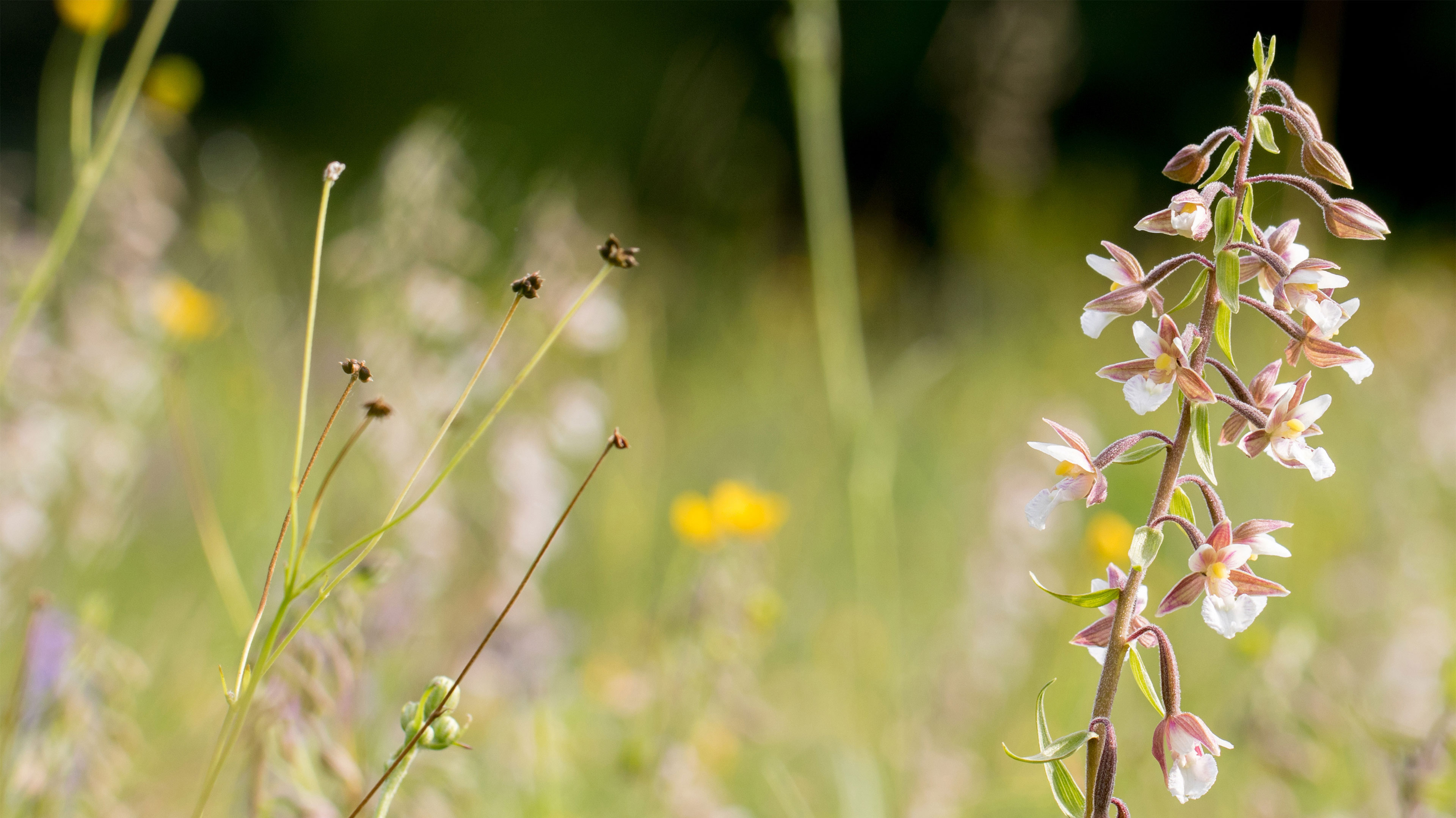 Ohrožený Kruštík bahenní (Epipactis palustris) na Šumavě