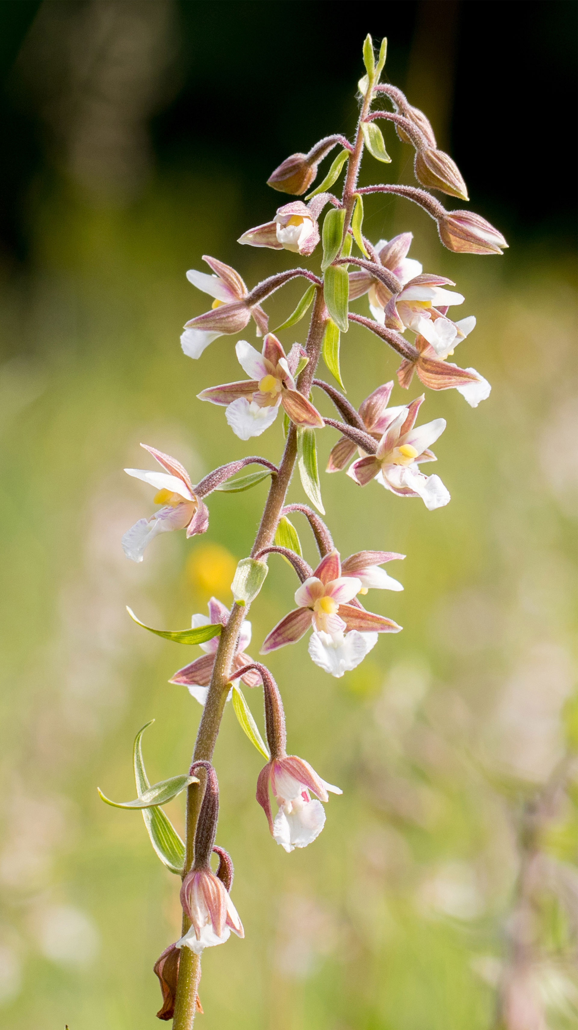 Ohrožený Kruštík bahenní (Epipactis palustris) na Šumavě