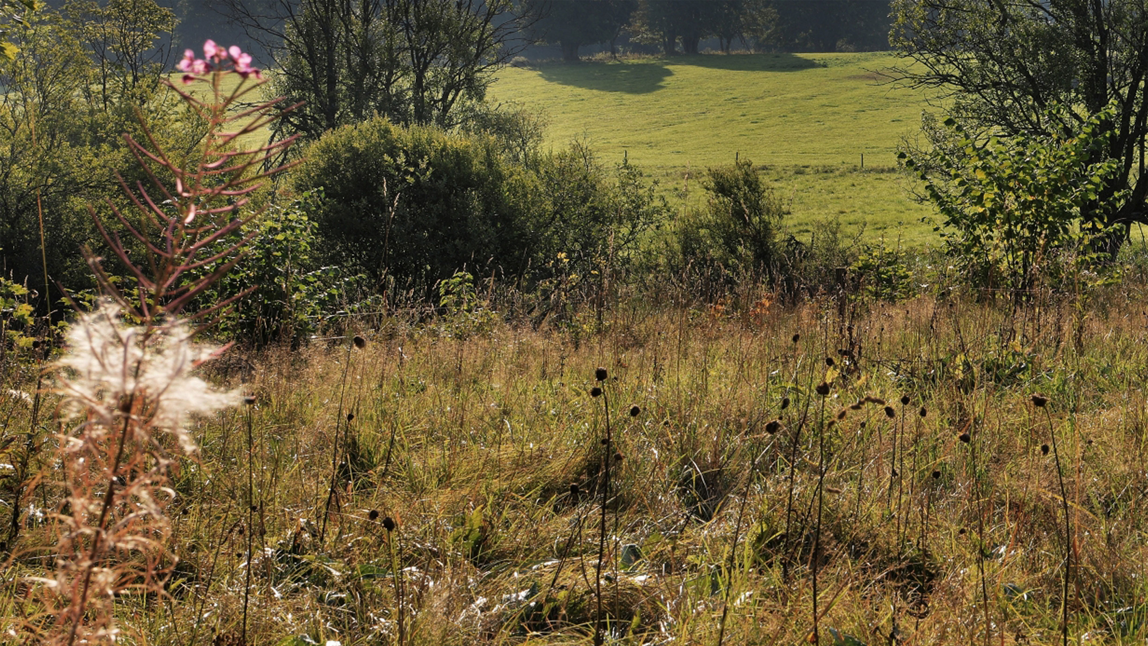 příroda v Českých Žlebech
