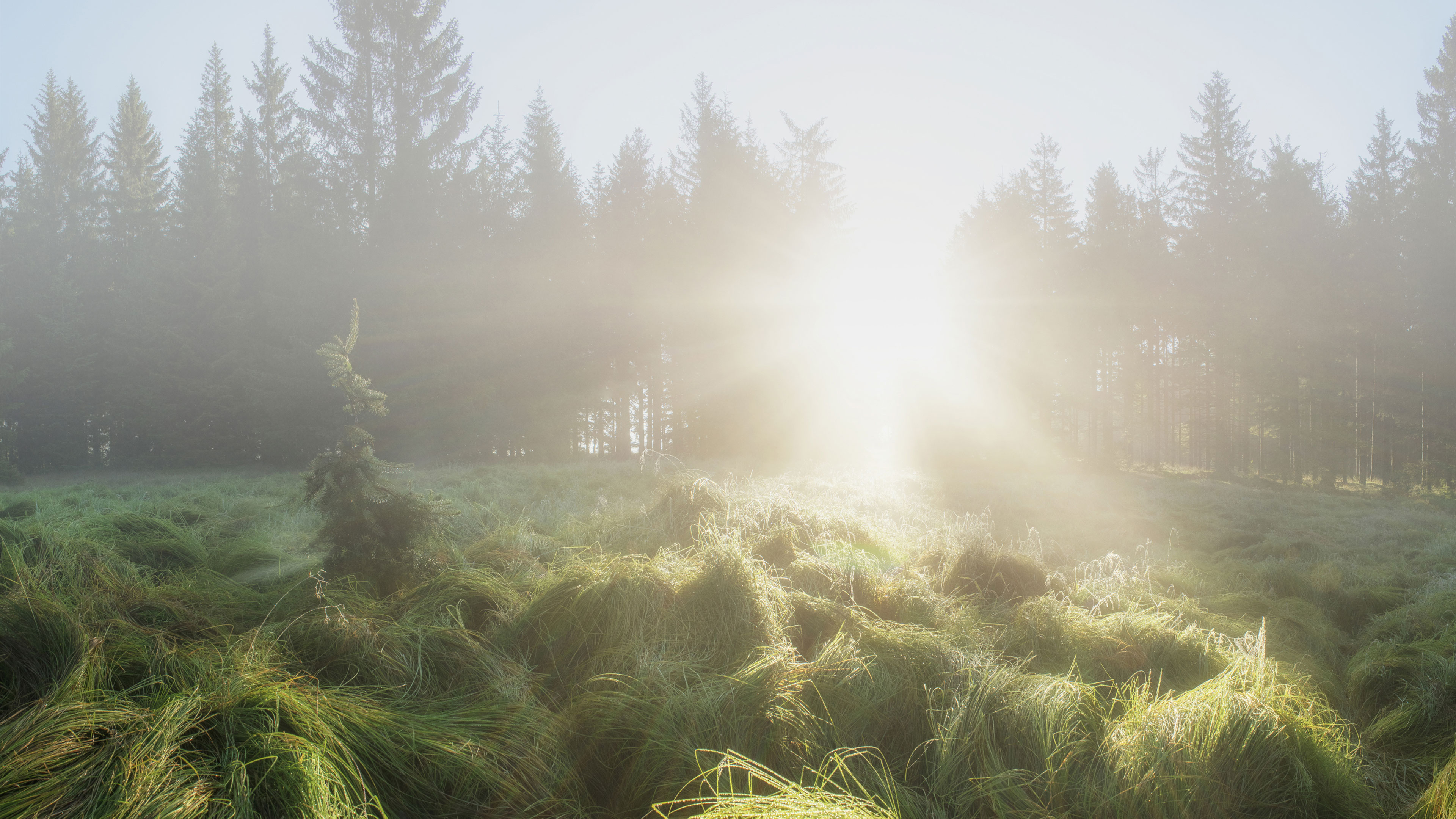 příroda v Českých Žlebech