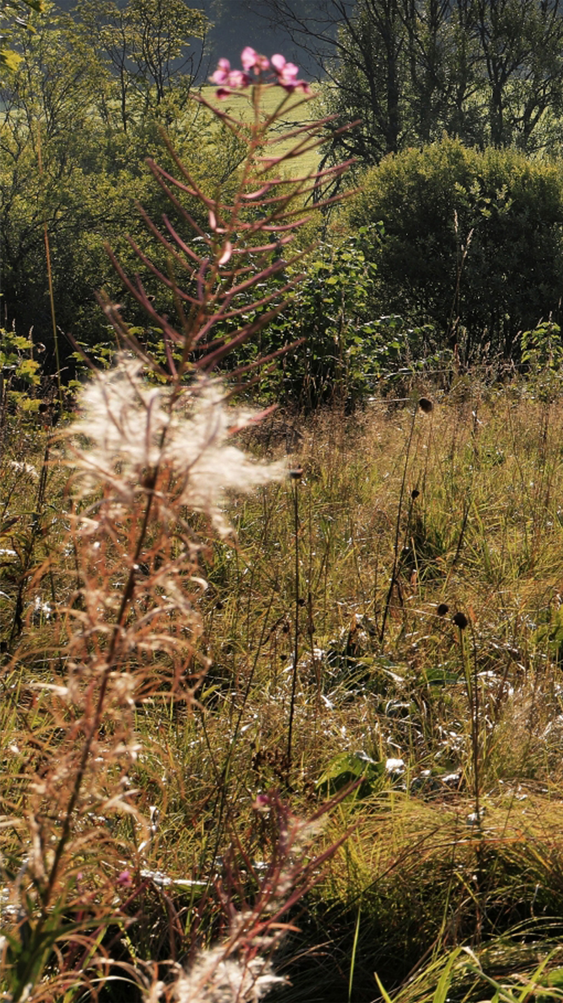 příroda v Českých Žlebech