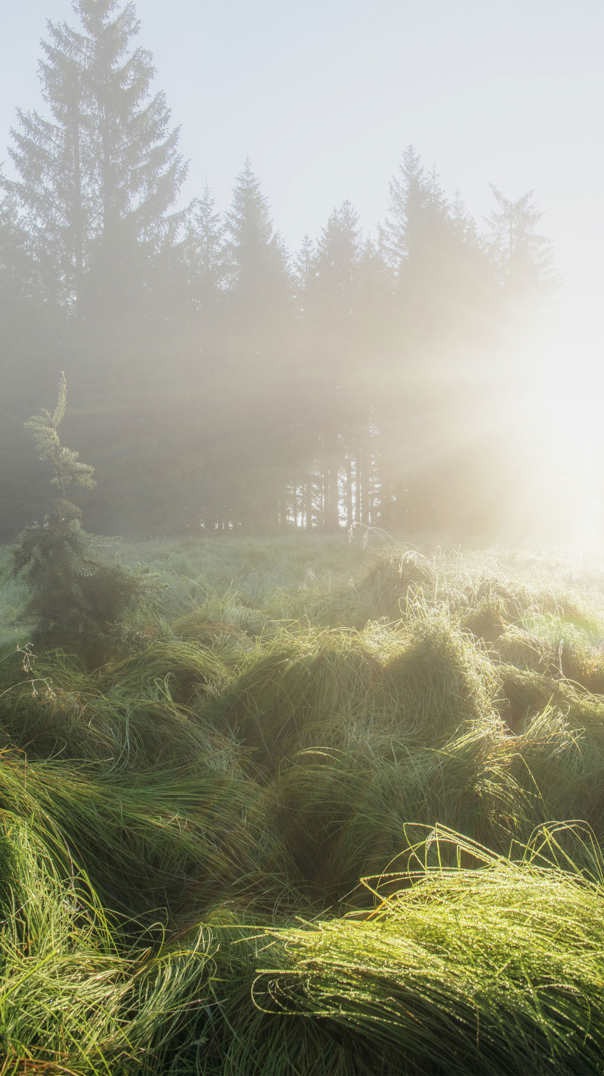 příroda v Českých Žlebech