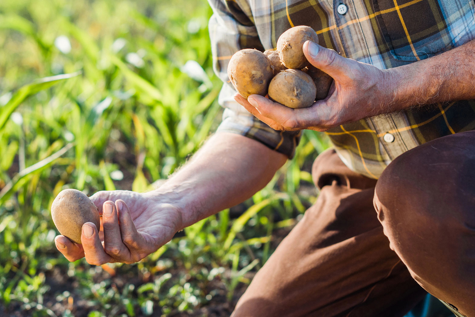 ilustrační obrázek – sběr brambor na poli
